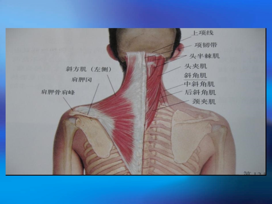 肩关节相关肌肉解剖.ppt_第3页
