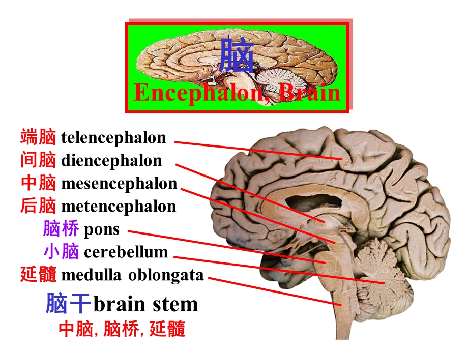 系统解剖学7脑干、小脑.ppt_第2页