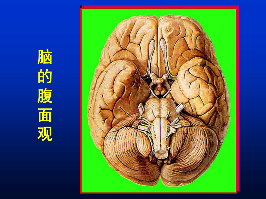 系统解剖学7脑干、小脑.ppt_第3页