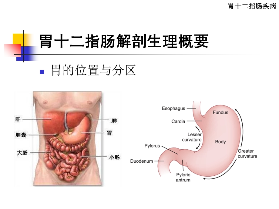 外科学教学资料-胃十二指肠疾病.ppt_第3页