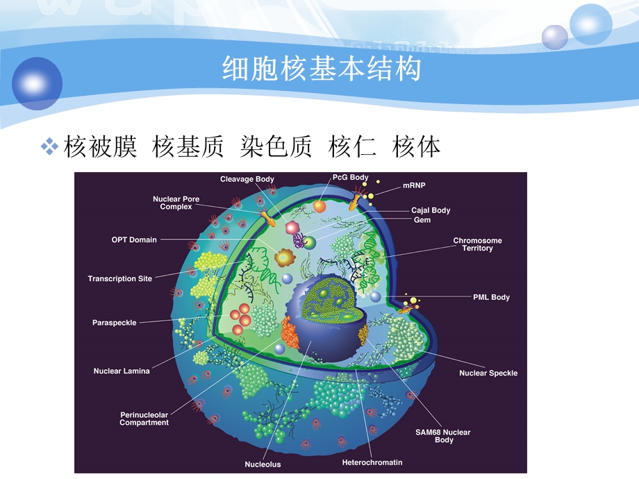 细胞核与染色质-学生打印版.ppt_第3页