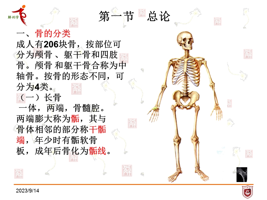 系统解剖学第一章骨学.ppt_第2页