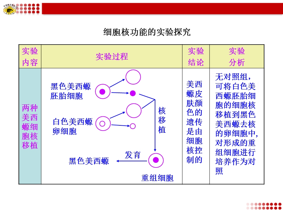 细胞核功能的实验探究.ppt_第1页