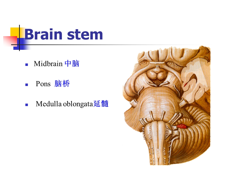 系统解剖学14-脑干.ppt_第3页