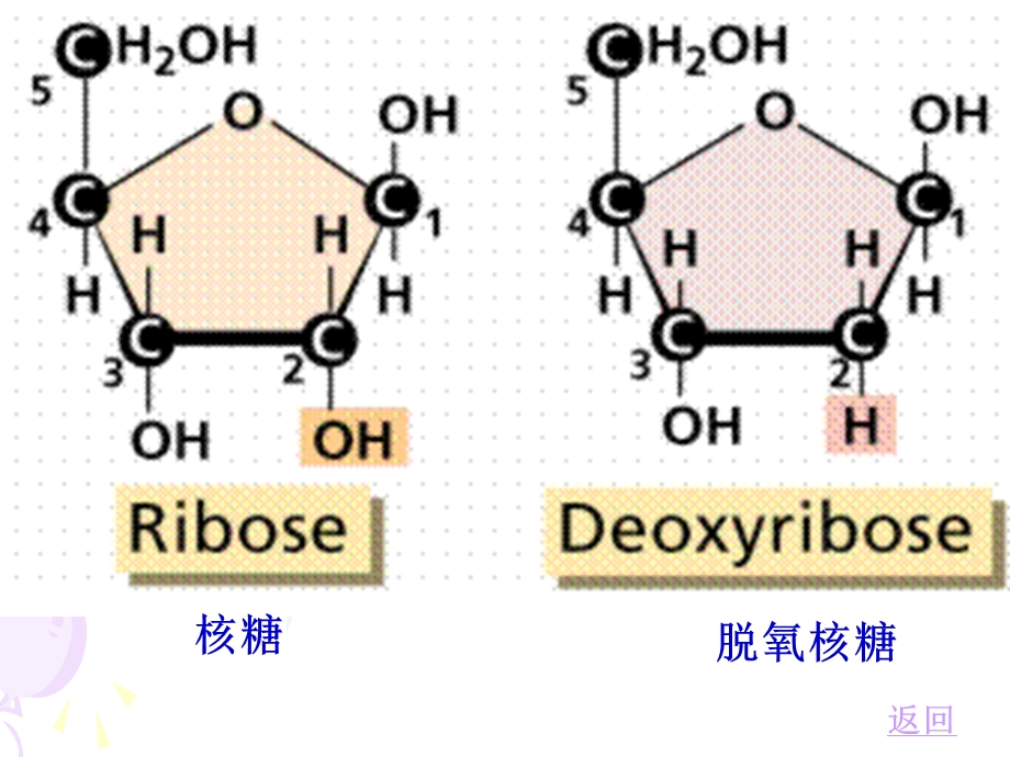 第四节 细胞中的糖类和脂质.ppt_第3页