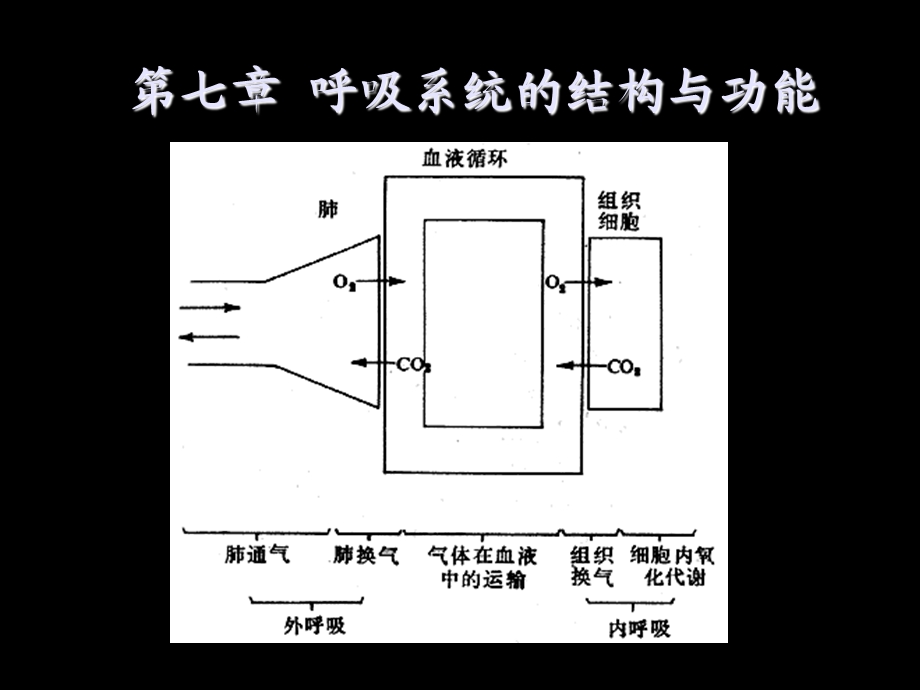 《人体解剖生理学》第七章呼吸系统.ppt_第1页