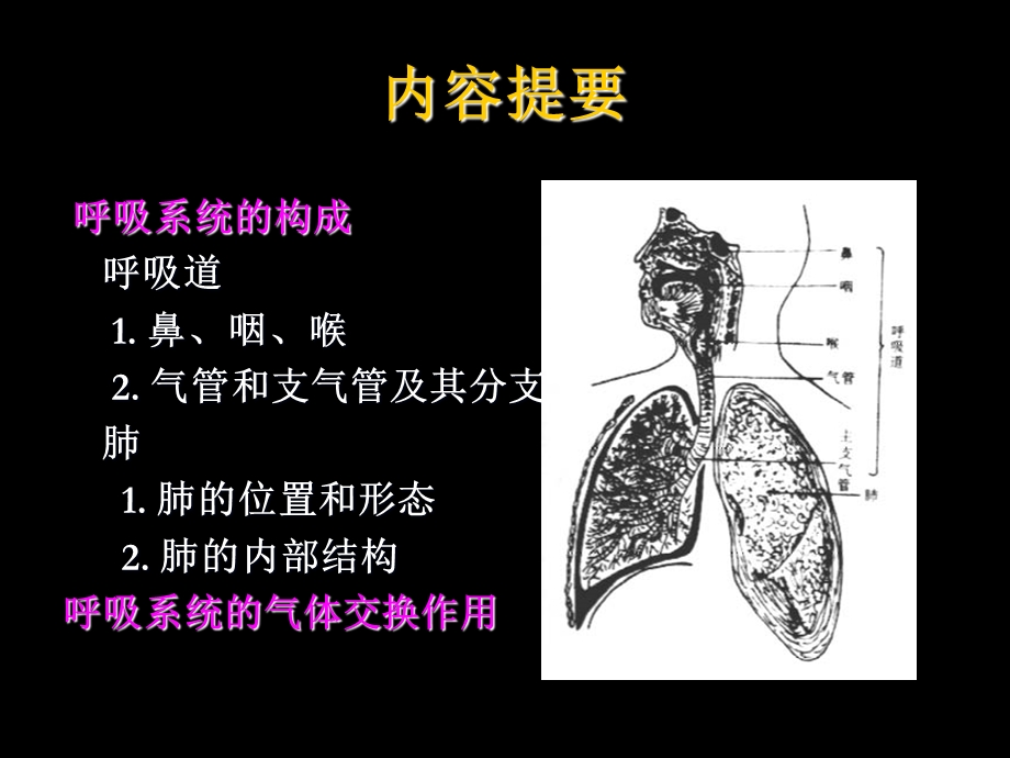 《人体解剖生理学》第七章呼吸系统.ppt_第2页