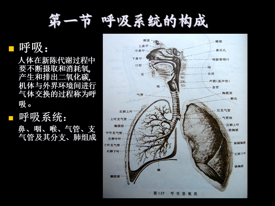《人体解剖生理学》第七章呼吸系统.ppt_第3页