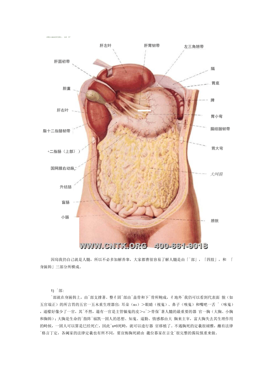 人体生理结构.docx_第2页