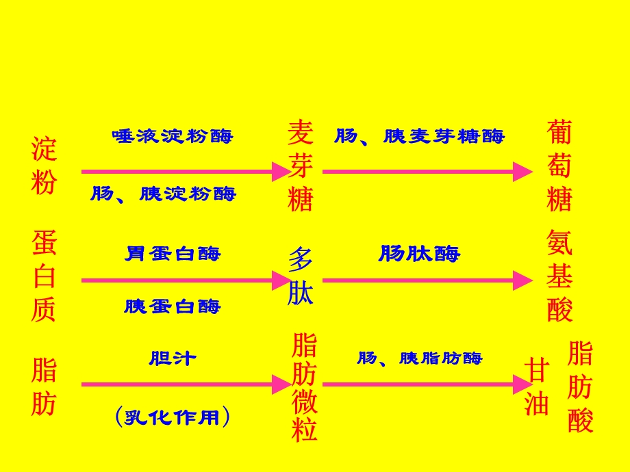 高二生物三大营养物质的代谢.ppt_第2页