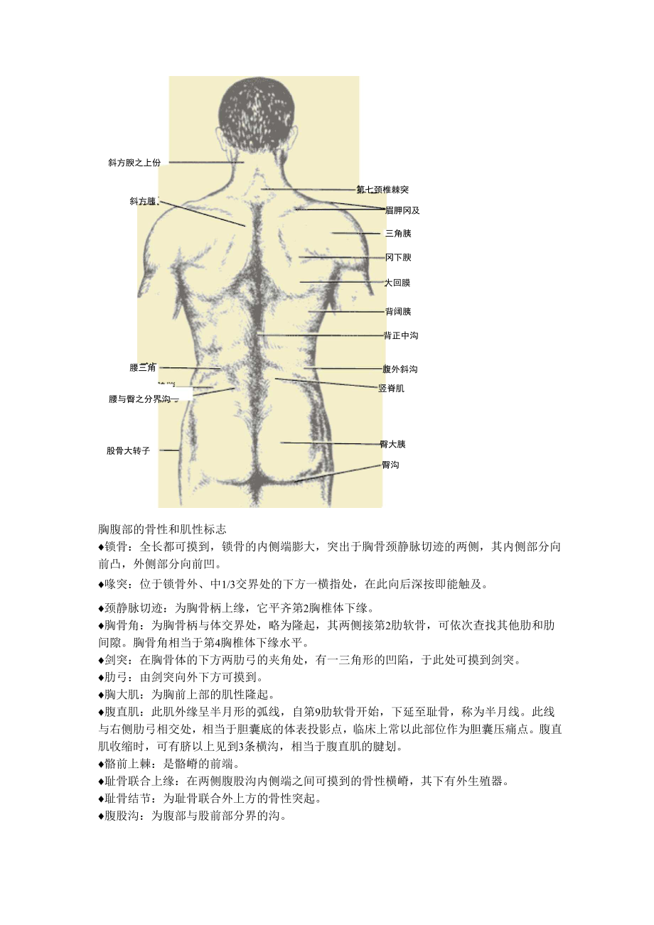 人体基本常识.docx_第2页