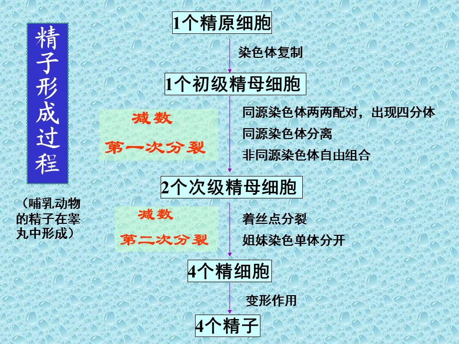 减数分裂和有性生殖细胞形成文档资料.ppt_第2页