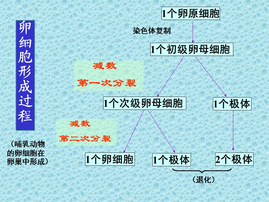 减数分裂和有性生殖细胞形成文档资料.ppt_第3页