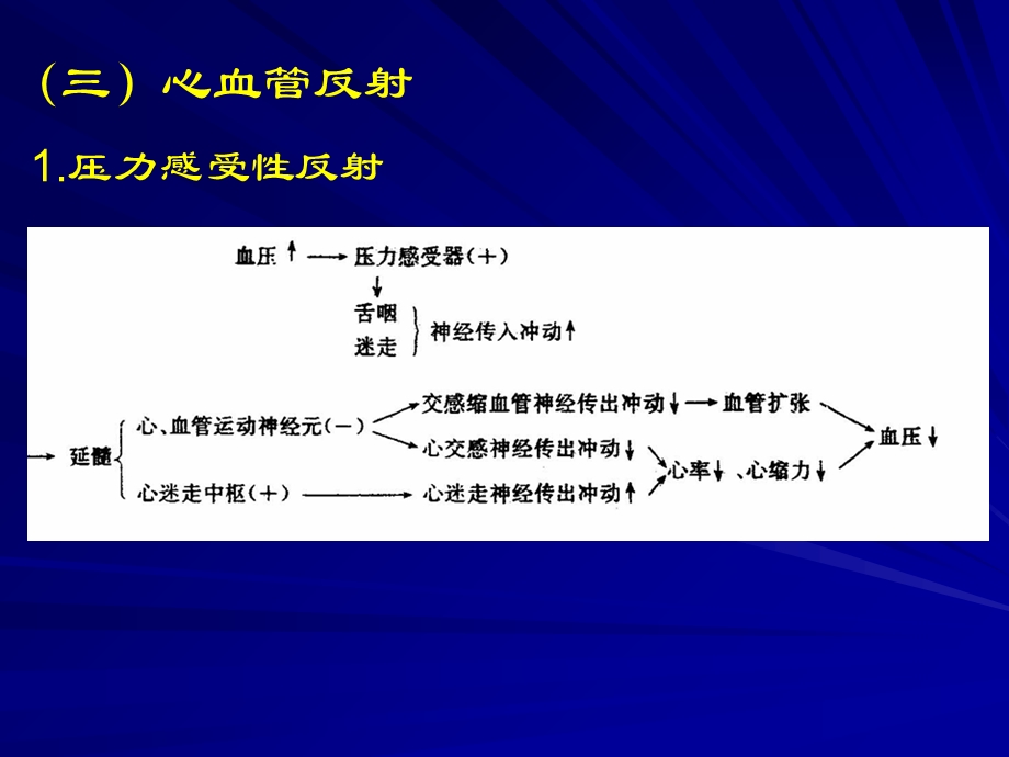 2血管的神经支配文档资料.ppt_第2页