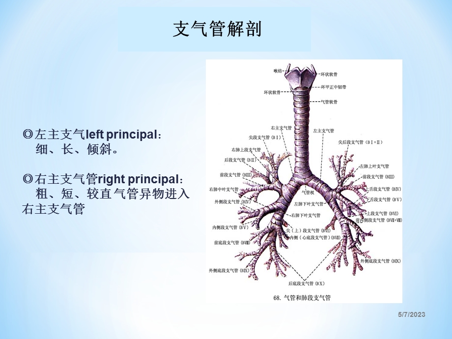 肺部解剖PPT文档.ppt_第3页