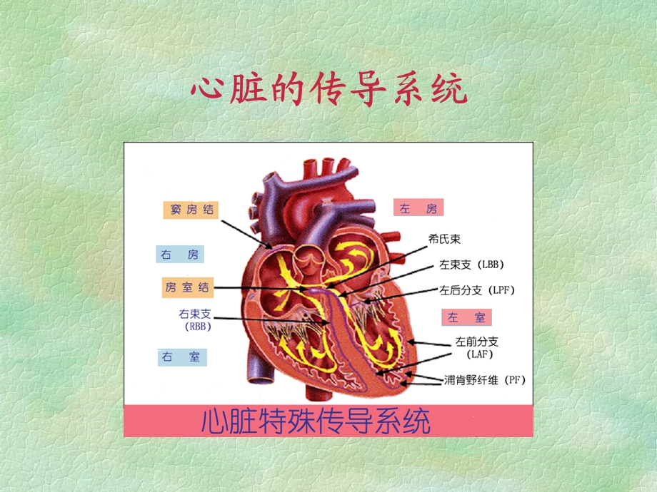 [所有分类]恶性心律失常的识别与护理PPT文档.ppt_第2页