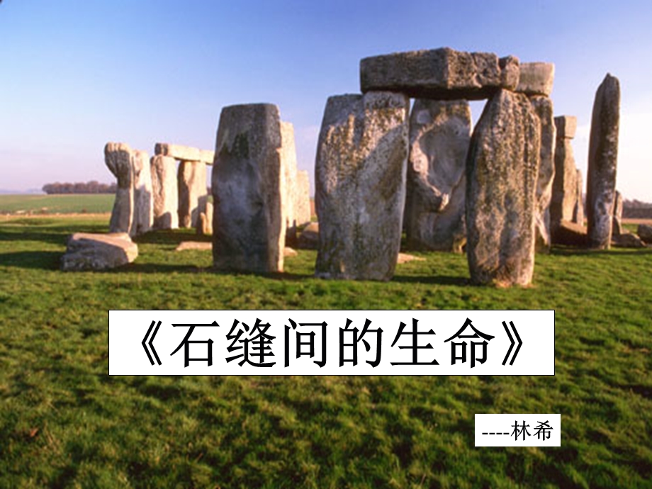 七年级语文上册《石缝间的生命》课件 上海五四制版.ppt_第1页
