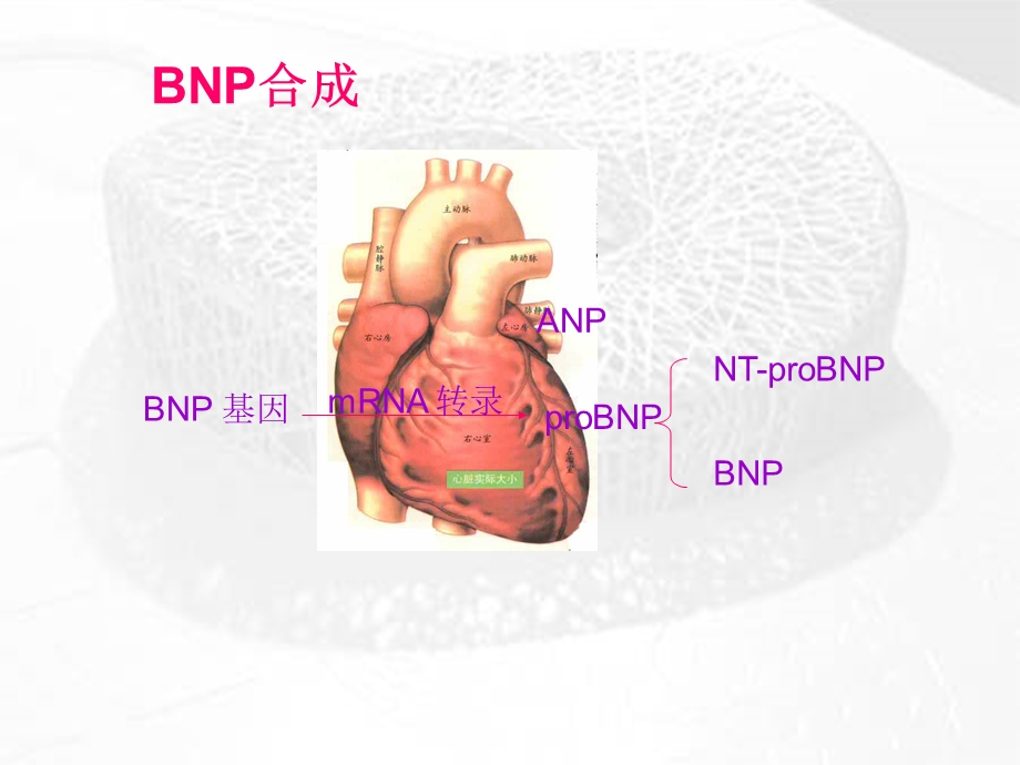 BNP及NTproBNP的临床应用课件幻灯PPT文档资料.ppt_第3页