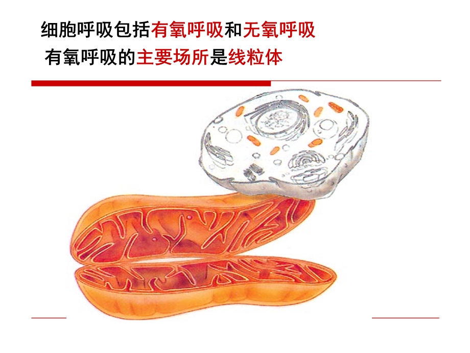 ATP的主要来源细胞呼吸1PPT文档精选文档.ppt_第3页