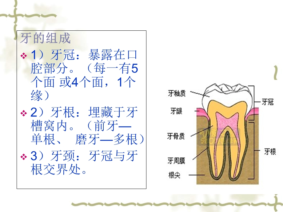 儿童口腔文档资料.ppt_第3页