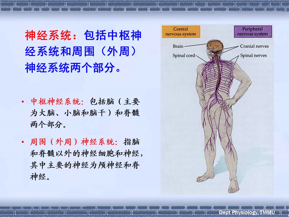 《神经1五年制》ppt课件.ppt_第3页