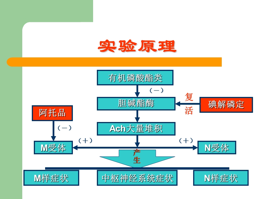 《机能实验学》有机磷、处方(专科).ppt_第3页