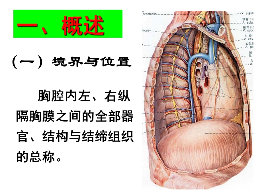 《局解》胸部2贵阳医学院局部解剖学.ppt_第3页