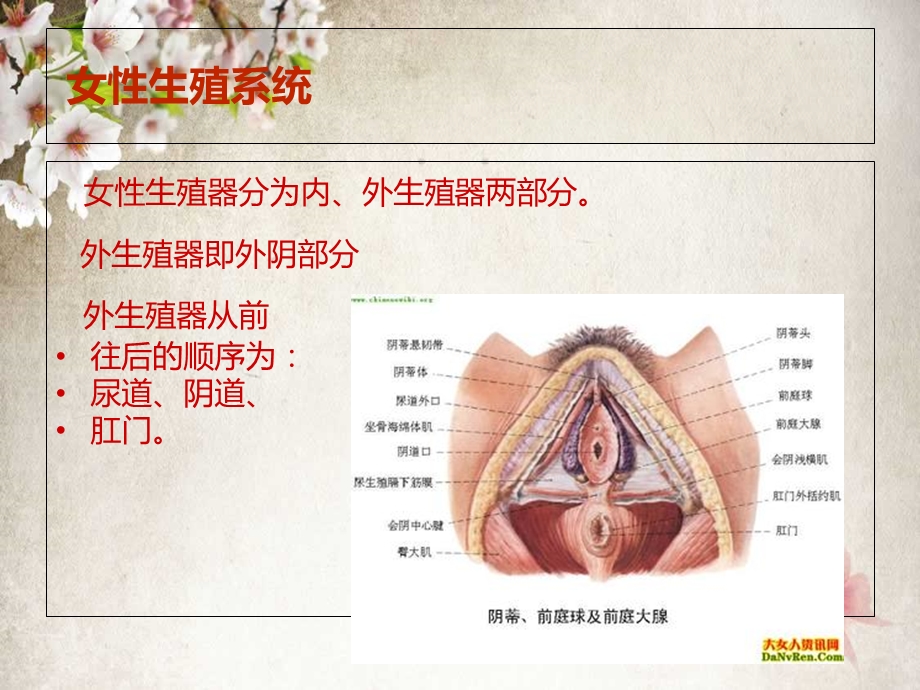 产妇基础护理PPT课件.ppt_第2页