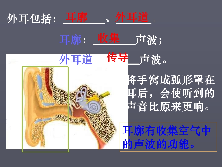 《耳和听觉》课件.ppt_第3页