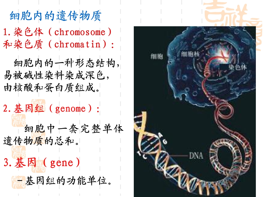 《基因和基因组》课件.ppt_第2页