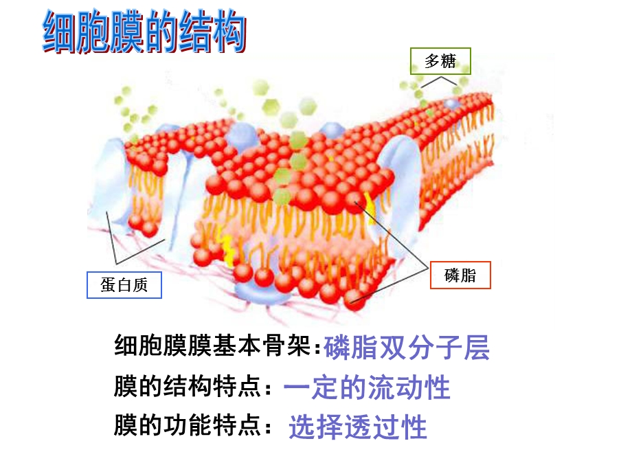 《物质跨膜运输的方式》课件.ppt_第1页