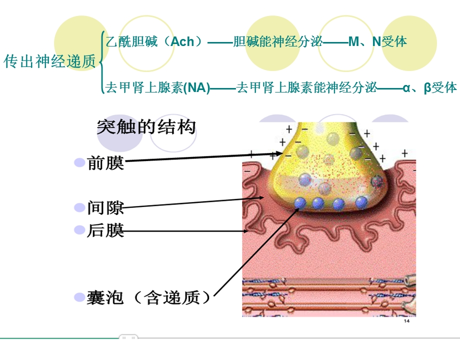 传出神经系统药汇总.ppt_第3页