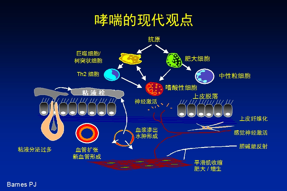 儿童哮喘诊治研究进展.ppt_第2页