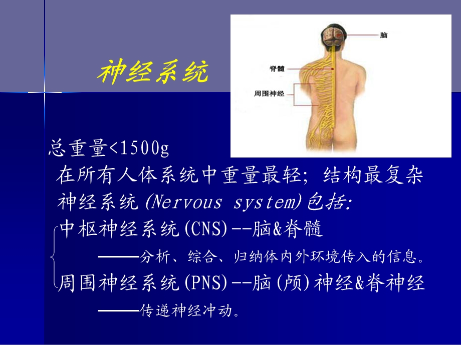 《神经病学总论》课件.ppt_第3页