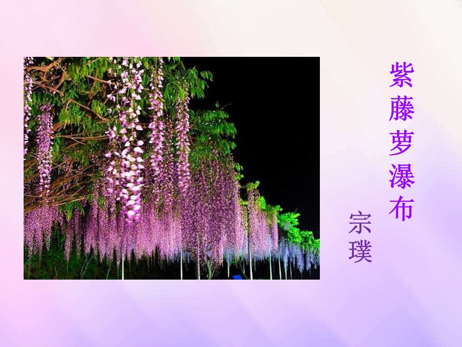 《紫藤萝瀑布》优秀课件.ppt_第1页