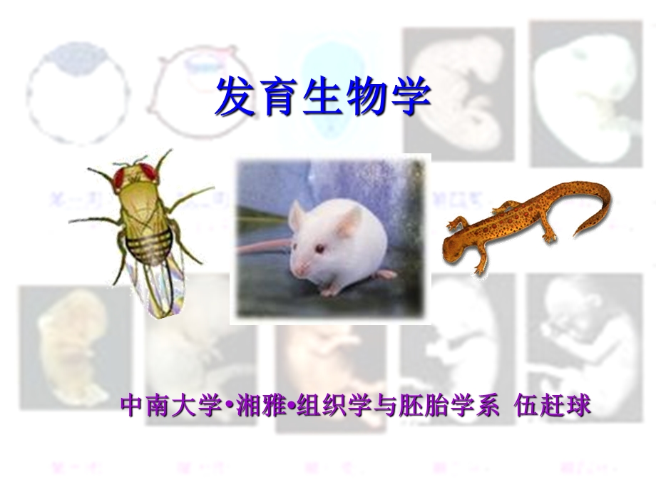 发育生物学概论.ppt_第1页