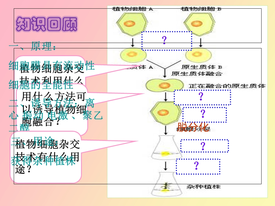 动物细胞融合与单克隆抗体的制备.ppt_第1页