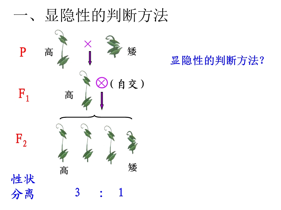 分离定律解题方法-经典练习.ppt_第3页