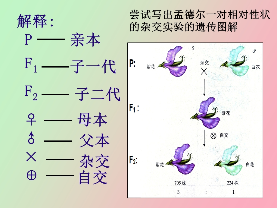 分离定律第二课时正式.ppt_第2页