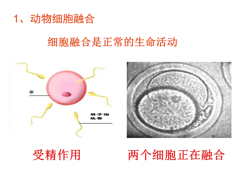 单克隆抗体制备.ppt_第2页