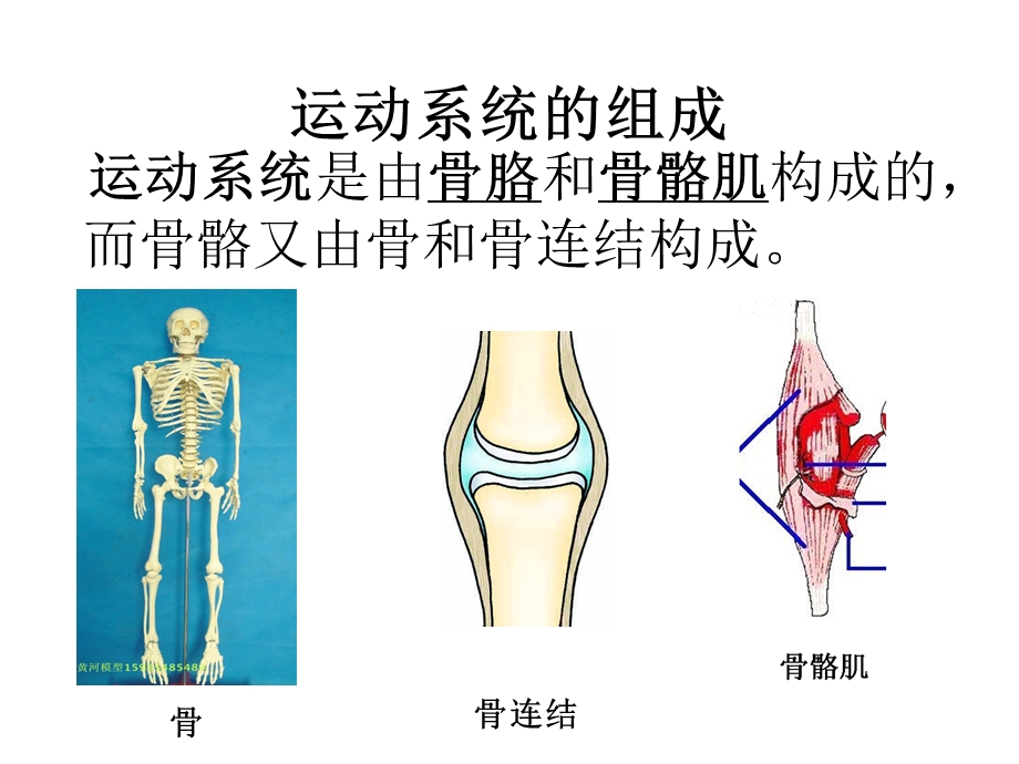 动物的运动和行为复习1.ppt_第3页