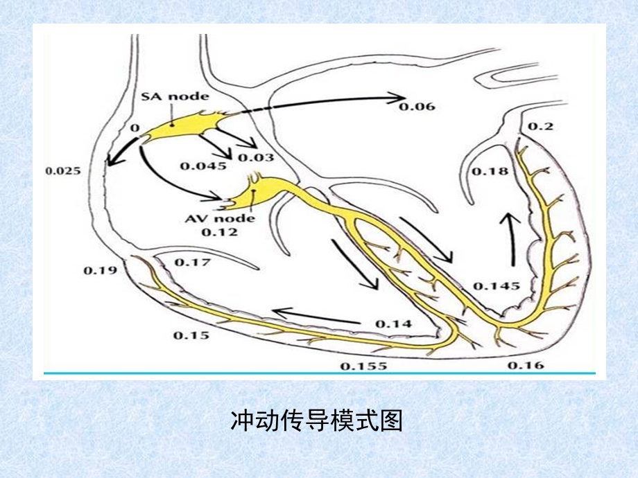 心脏传导系统1文档资料.ppt_第3页