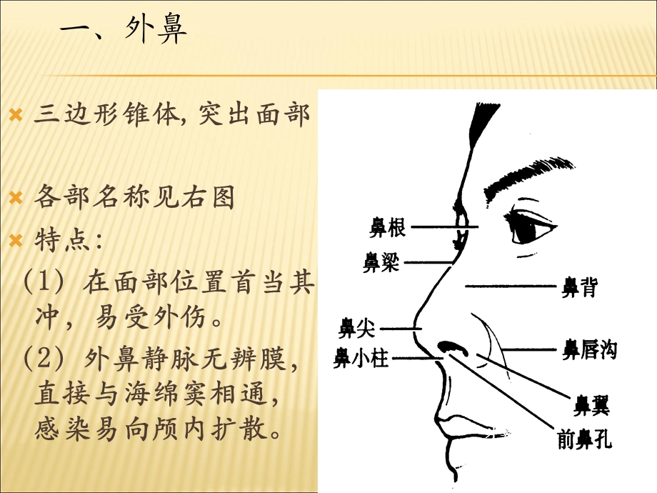 鼻的解剖PPT课件文档资料.ppt_第2页