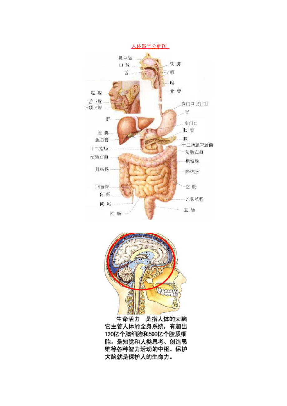 [临床医学]精人体解剖生理图.doc_第1页