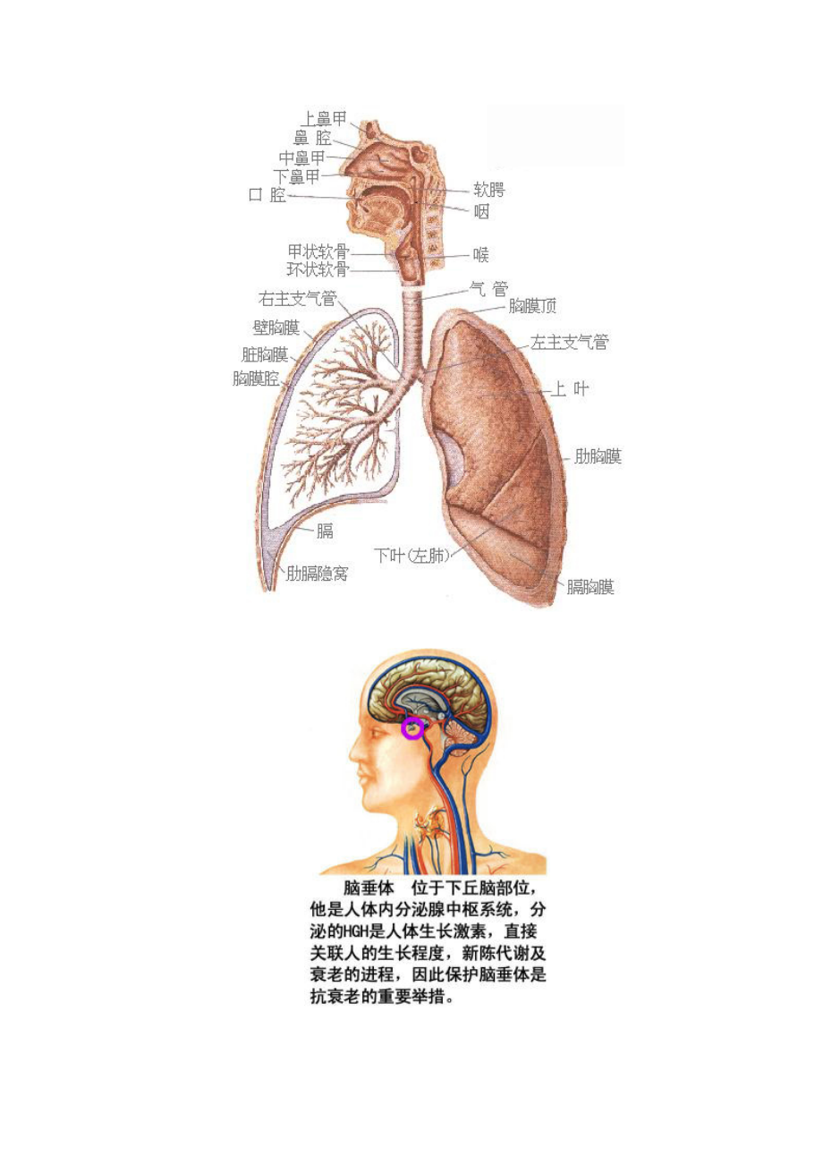 [临床医学]精人体解剖生理图.doc_第3页