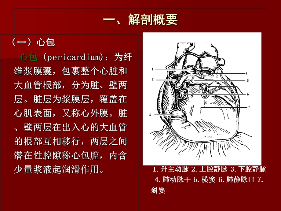 心脏及血管文档资料.ppt_第3页