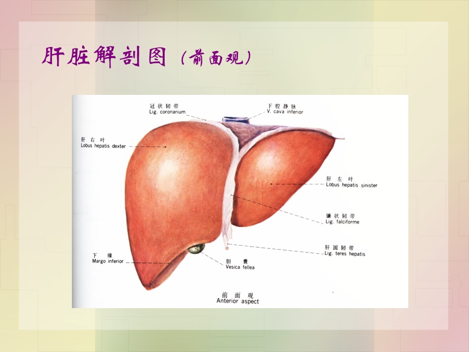 原发性肝癌本科班课件文档资料.ppt_第3页