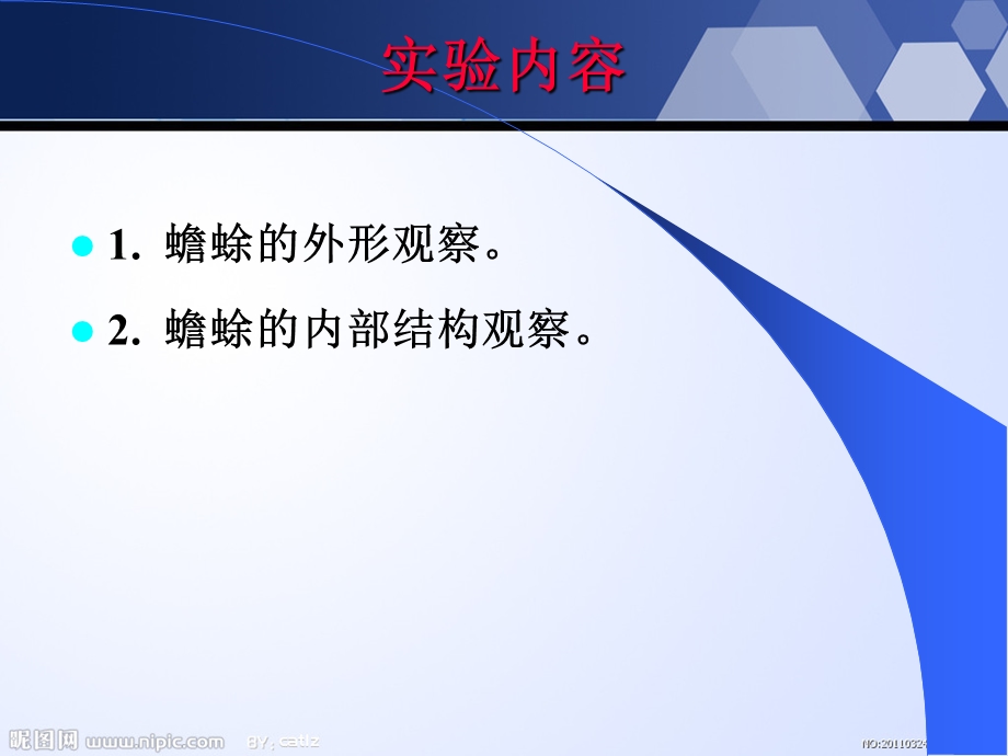 蟾蜍的解剖精选文档.ppt_第3页