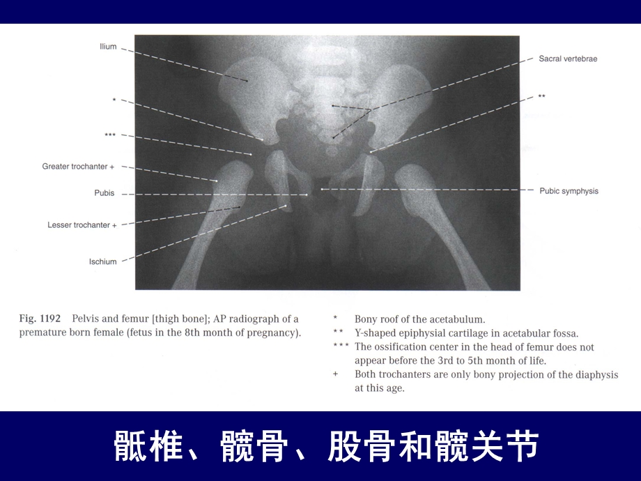 人体断层解剖学下肢的断层解剖PPT课件文档资料.ppt_第2页