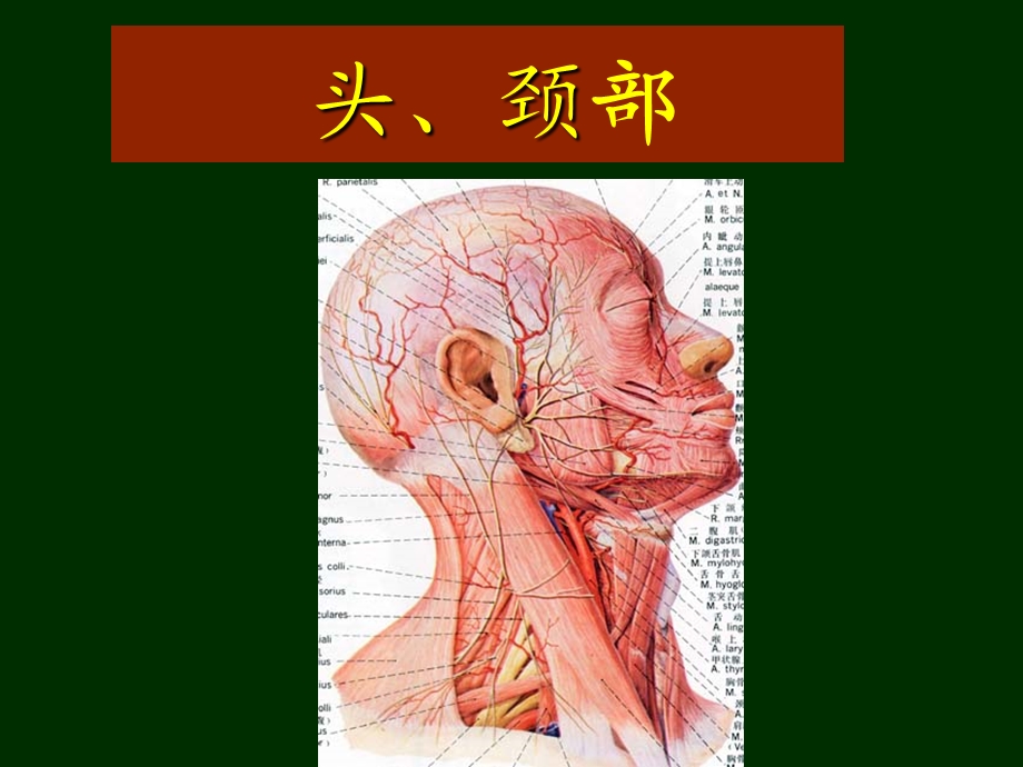 局部解剖学头颈部ppt课件.ppt_第1页